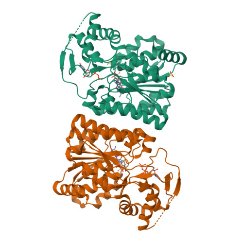 Rcsb Pdb 3rua Specific Recognition Of N Acetylated Substrates And Domain Flexibility In Wbgu A Udp Galnac 4 Epimerase