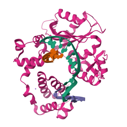 Rcsb Pdb 1rzt Crystal Structure Of Dna Polymerase Lambda Complexed With A Two Nucleotide Gap Dna Molecule