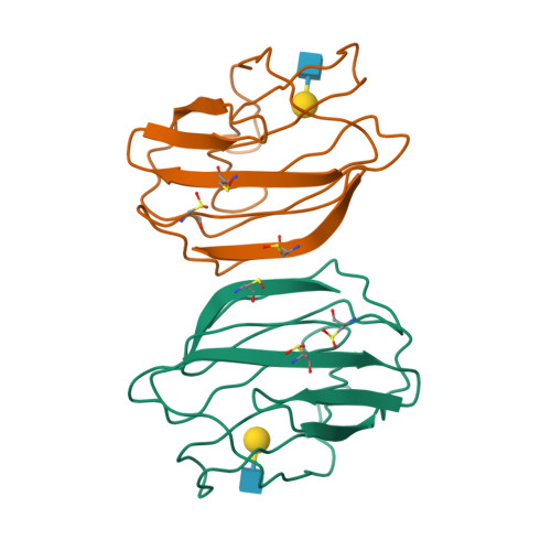 Rcsb Pdb 1slt Structure Of S Lectin A Developmentally Regulated Vertebrate Beta Galactoside Binding Protein