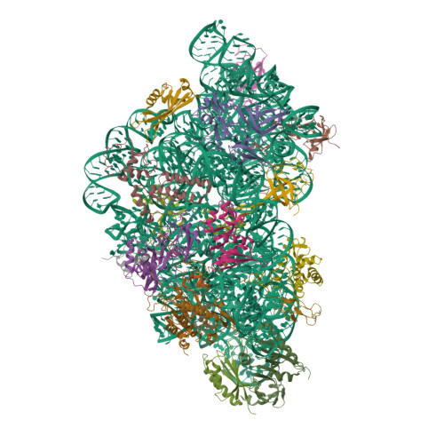 Rcsb Pdb 6swd Ic2 Body Model Of Cryo Em Structure Of A Full Archaeal Ribosomal Translation Initiation Complex Devoid Of Aif1 In P Abyssi
