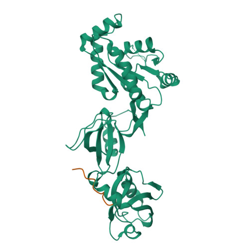 Rcsb Pdb 3tsz Crystal Structure Of Pdz3 Sh3 Guk Core Module From Human Zo 1 In Complex With 12mer Peptide From Human Jam A Cytoplasmic Tail