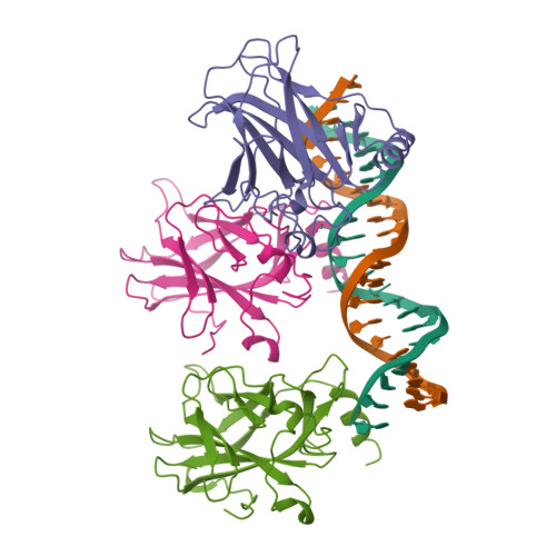 p53 Tumor Suppressor protein structure
