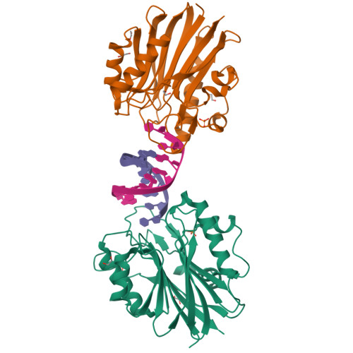 Rcsb Pdb 5tvp Sumo2 Bound To Mouse Tdp2 Catalytic Domain With A 5 Phosphorylated Dna Ternary Complex