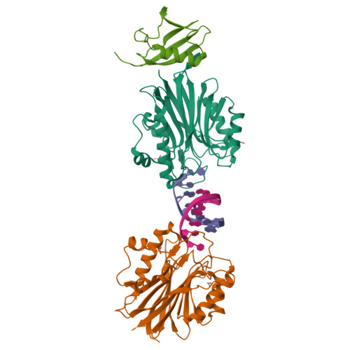 Rcsb Pdb 5tvp Sumo2 Bound To Mouse Tdp2 Catalytic Domain With A 5 Phosphorylated Dna Ternary Complex