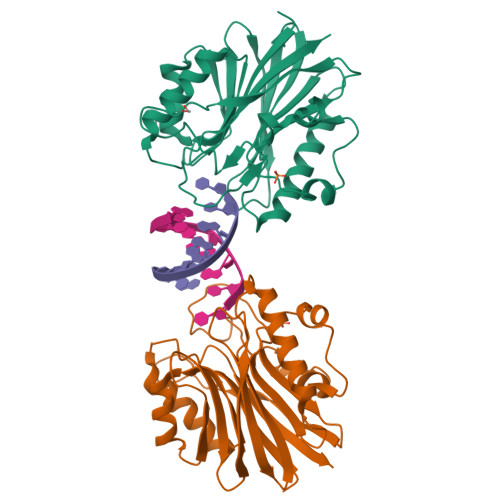 Rcsb Pdb 5tvp Sumo2 Bound To Mouse Tdp2 Catalytic Domain With A 5 Phosphorylated Dna Ternary Complex