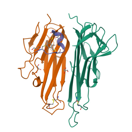 Rcsb Pdb 4twt Human Tnfa Dimer In Complex With The Semi Synthetic Bicyclic Peptide M21