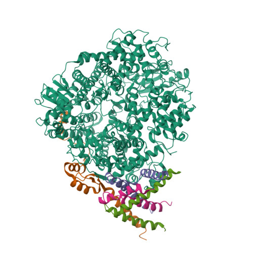 Rcsb Pdb 6u5o Structure Of The Human Metapneumovirus Polymerase Bound To The Phosphoprotein Tetramer