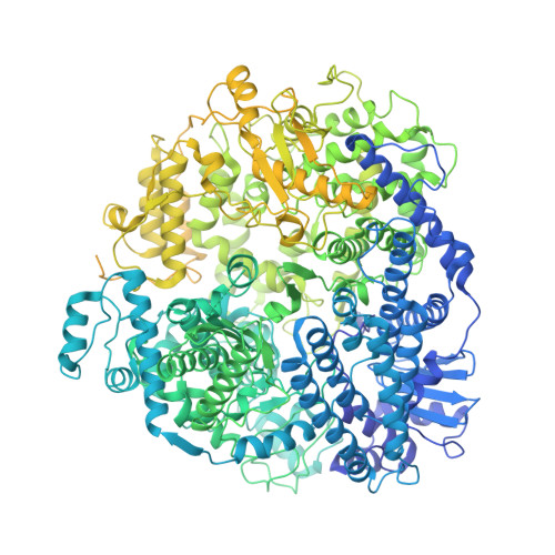 Rcsb Pdb 6u5o Structure Of The Human Metapneumovirus Polymerase Bound To The Phosphoprotein Tetramer