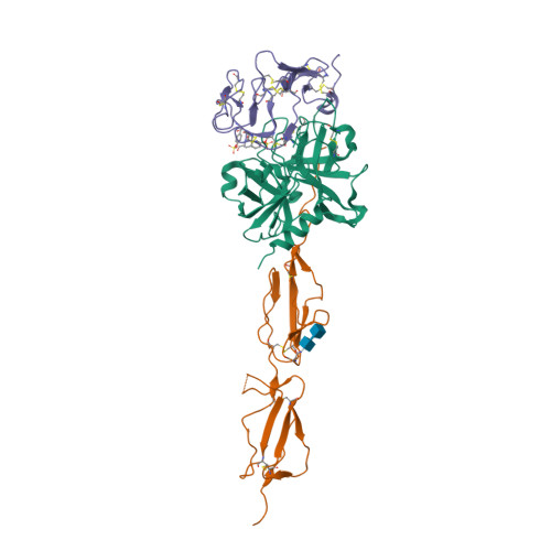 Rcsb Pdb 5ubm Crystal Structure Of Human C1s In Complex With Inhibitor Gigastasin