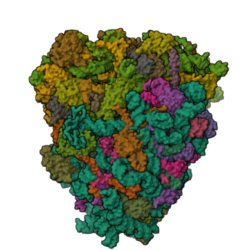 Rcsb Pdb 4ug0 Structure Of The Human 80s Ribosome