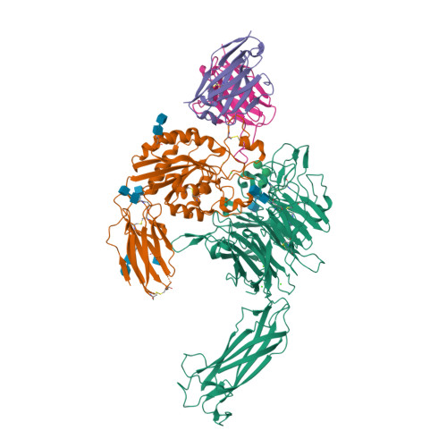 Rcsb Pdb 6ujc Integrin Alpha V Beta 8 In Complex With The Fabs C6 Rgd3 And 11d12v2
