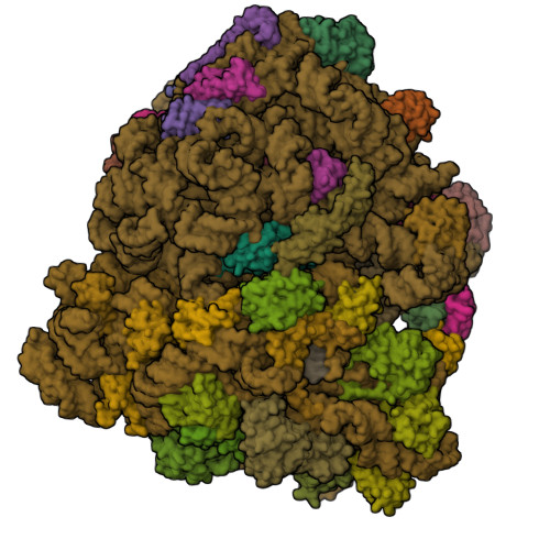 5uym 70s Ribosome Bound With Cognate Ternary Complex Base Paired To A Site Codon Closed 30s Structure Iii Rcsb Pdb