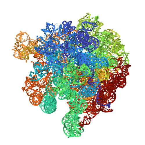 Rcsb Pdb 5uyq 70s Ribosome Bound With Near Cognate Ternary Complex Base Paired To A Site Codon Closed 30s Structure Iii Nc