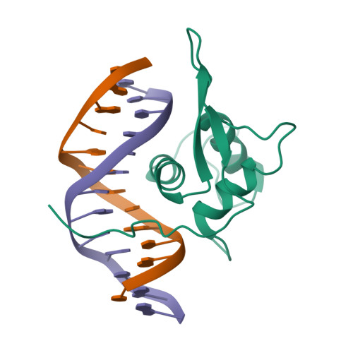 Rcsb Pdb 2uzk Crystal Structure Of The Human Foxo3a Dbd Bound To Dna