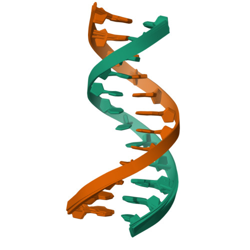 Rcsb Pdb 5uzf Insights Into Watson Crick Hoogsteen Breathing Dynamics And Damage Repair From The Solution Structure And Dynamic Ensemble Of Dna Duplexes Containing M1a A6 Dna Structure