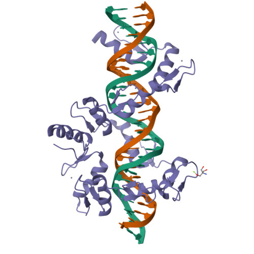 Rcsb Pdb 5v3j Mousezfp568 Znf1 10 In Complex With Dna