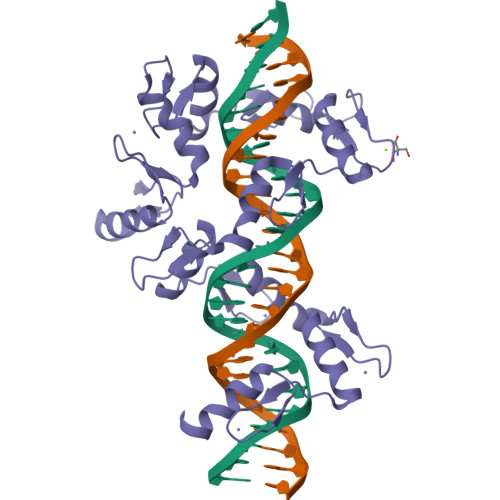 Rcsb Pdb 5v3j Mousezfp568 Znf1 10 In Complex With Dna