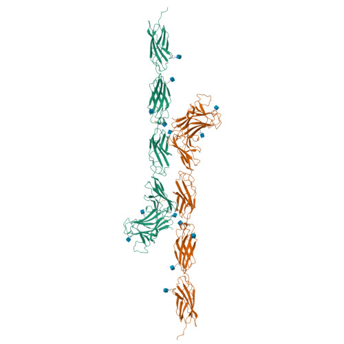 Rcsb Pdb 2v5y Crystal Structure Of The Receptor Protein Tyrosine Phosphatase Mu Ectodomain