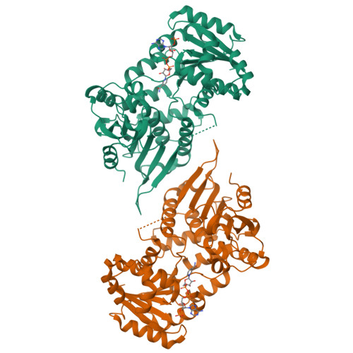 Rcsb Pdb 6vaq Crystal Structure Of Glucose 6 Phosphate Dehydrogenase V394l Mutant In Complex With Catalytic Nadp