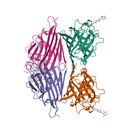 Rcsb Pdb 6vaw Peanut Lectin Complexed With N Beta D Galactopyranosyl L Succinamoyl Derivative Ngs