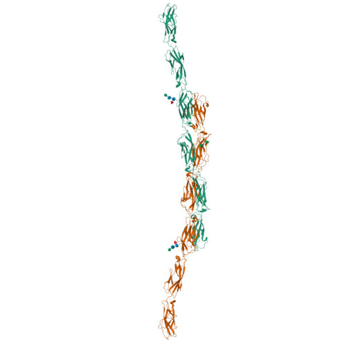 Rcsb Pdb 6vg1 Xenopus Protocadherin 8 1 Ec1 6