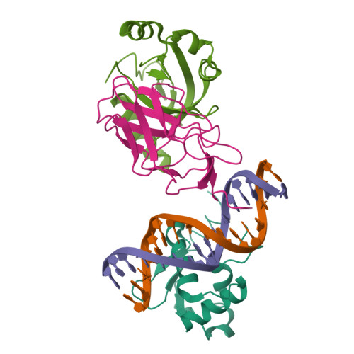 Rcsb Pdb 6vgd Crystal Structure Of The Dna Binding Domain Dbd Of Human Fli1 And The Complex Of The Dbd Of Human Runx2 With Core Binding Factor Beta Cbfb In Complex