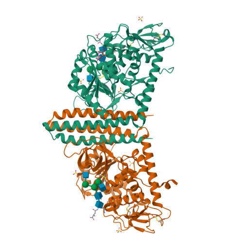 Rcsb Pdb 6vld Crystal Structure Of Human Alpha 1 6 Fucosyltransferase Fut8 Bound To Gdp And sgp