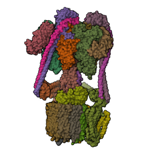 Rcsb Pdb 6vq8 Mammalian V Atpase From Rat Brain Composite Model Of Rotational State 3 Bound To Adp And Sidk Built From Focused Refinement Models