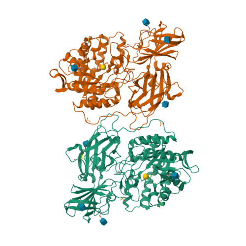 Rcsb Pdb 3wf3 Crystal Structure Of Human Beta Galactosidase Mutant I51t In Complex With Galactose