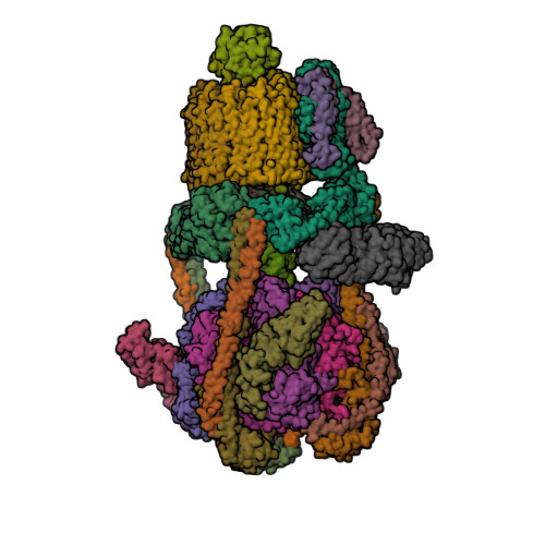 ATP6V1B2 image
