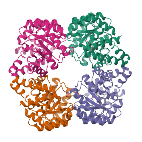 Rcsb Pdb 2wpb Crystal Structure Of The E192n Mutant Of E Coli N Acetylneuraminic Acid Lyase In Complex With Pyruvate And The Inhibitor 2r 3r 2 3 4 Trihydroxy N N Dipropylbutanamide In Space Group P21 Crystal Form I