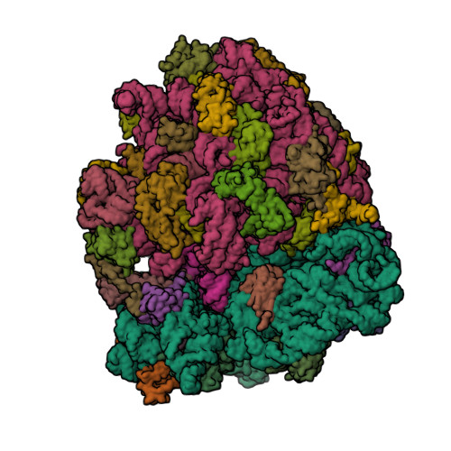 4wt1 Complex Of 70s Ribosome With Trna Phe And Mrna With A A Mismatch In The Second Position In The A Sit Rcsb Pdb