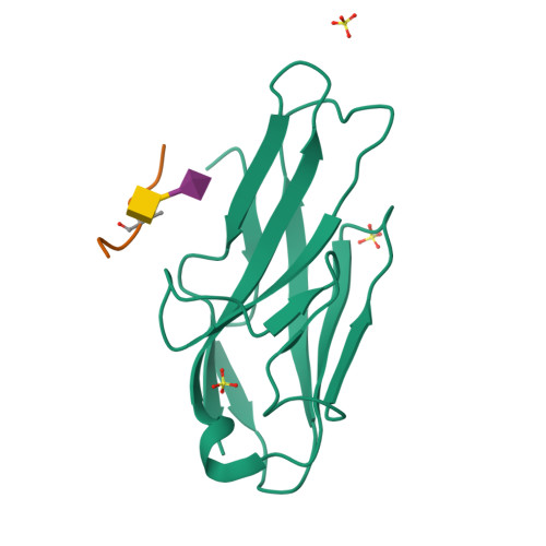 Rcsb Pdb 3wv0 O Glycan Attached To Herpes Simplex Virus Type 1 Glycoprotein Gb Is Recognized By The Ig V Set Domain Of Human Paired Immunoglobulin Like Type 2 Receptor Alpha