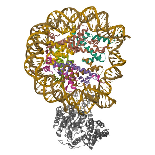 Rcsb Pdb 5x0x Complex Of Snf2 Nucleosome Complex With Snf2 Bound To Position 6 Of The Nucleosome