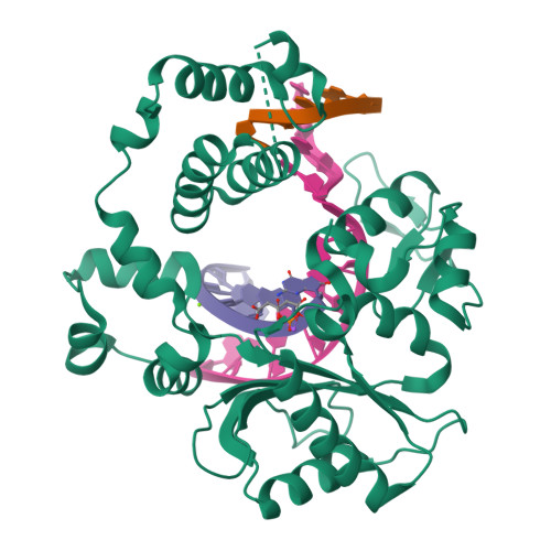 Rcsb Pdb 4x5v Crystal Structure Of The Post Catalytic Nick Complex Of Dna Polymerase Lambda With A Templating A And Incorporated 8 Oxo Dgmp