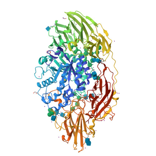 Rcsb Pdb 1xc6 Native Structure Of Beta Galactosidase From Penicillium Sp In Complex With Galactose