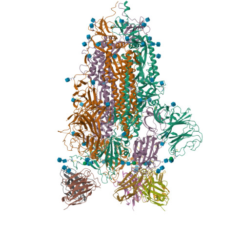 Rcsb Pdb 6xey Cryo Em Structure Of The Sars Cov 2 Spike Glycoprotein Bound To Fab 2 4