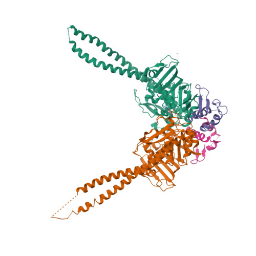Rcsb Pdb 5xg3 Crystal Structure Of The Atpgs Engaged Smc Head Domain With An Extended Coiled Coil Bound To The C Terminal Domain Of Scpa Derived From Bacillus Subtilis