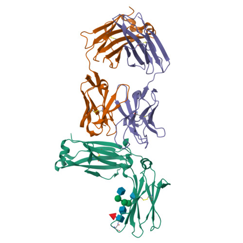 Rcsb Pdb 5xmh Crystal Structure Of An Igm Rheumatoid Factor Yes8c In Complex With Igg1 Fc