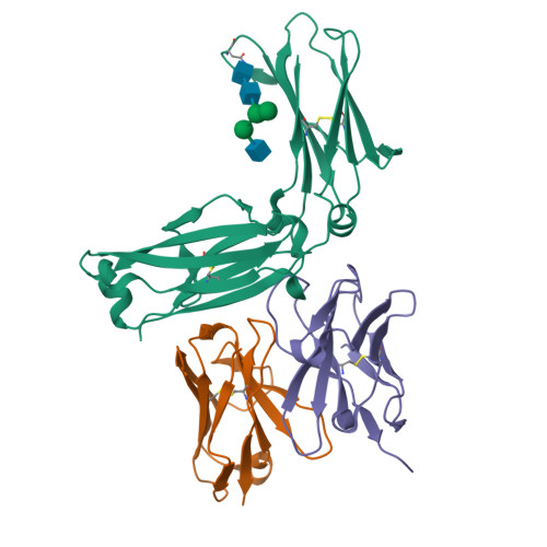 Rcsb Pdb 5xmh Crystal Structure Of An Igm Rheumatoid Factor Yes8c In Complex With Igg1 Fc