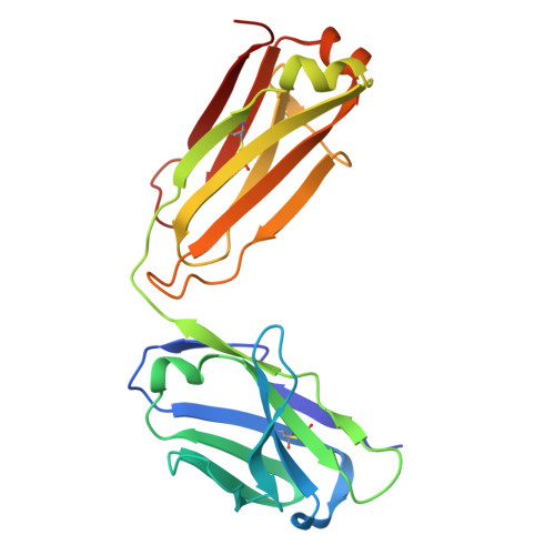 Rcsb Pdb 5xmh Crystal Structure Of An Igm Rheumatoid Factor Yes8c In Complex With Igg1 Fc