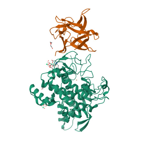 Rcsb Pdb 2y9w Crystal Structure Of Ppo3 A Tyrosinase From Agaricus Bisporus In Deoxy Form That Contains Additional Unknown Lectin Like Subunit