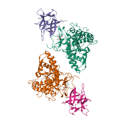 Rcsb Pdb 2y9w Crystal Structure Of Ppo3 A Tyrosinase From Agaricus Bisporus In Deoxy Form That Contains Additional Unknown Lectin Like Subunit