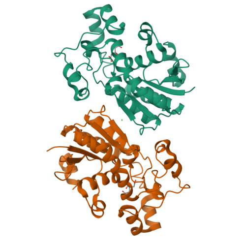 Rcsb Pdb 1yjx Crystal Structure Of Human B Type Phosphoglycerate Mutase