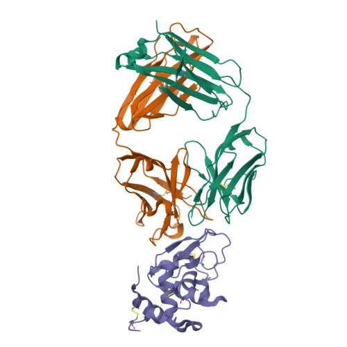 Rcsb Pdb 1yqv The Crystal Structure Of The Antibody Fab Hyhel5 Complex With Lysozyme At 1 7a Resolution