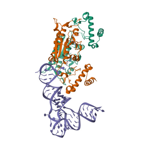 Rcsb Pdb 4yvj Crystal Structure Of H Influenzae Trmd In Complex With Sinefungin And Trna Variant G36u