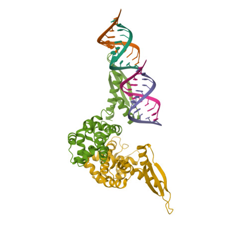 Rcsb Pdb 1yyw Crystal Structure Of Rnase Iii From Aquifex Aeolicus Complexed With Double Stranded Rna At 2 8 Angstrom Resolution