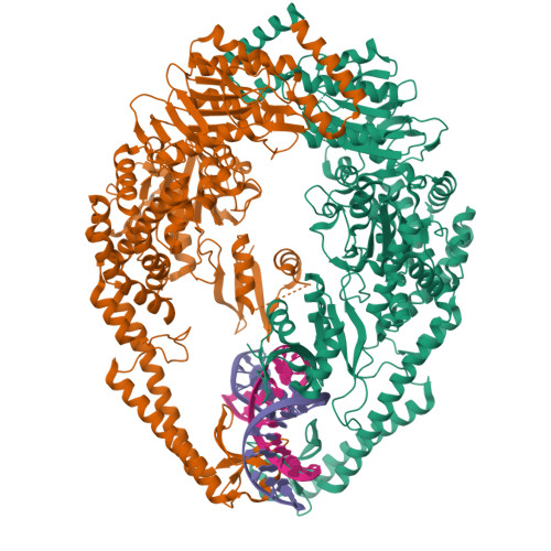 Rcsb Pdb 3zlj Crystal Structure Of Full Length E Coli Dna Mismatch Repair Protein Muts D835r Mutant In Complex With Gt Mismatched Dna