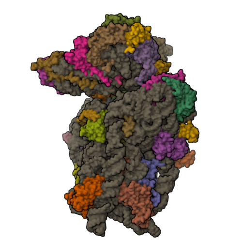 Rcsb Pdb 6zlw Sars Cov 2 Nsp1 Bound To The Human 40s Ribosomal Subunit