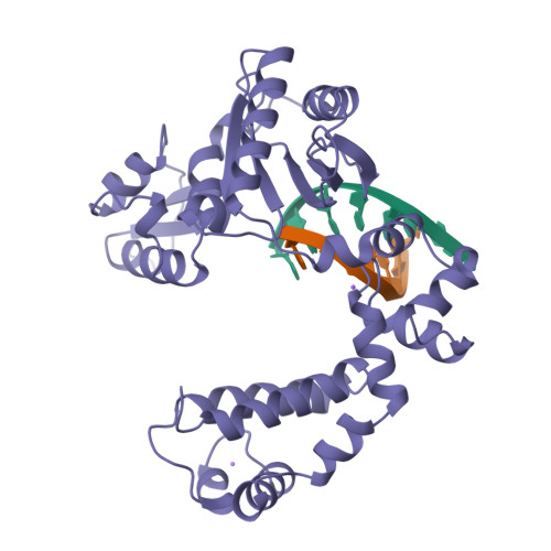 Rcsb Pdb 1zqq Dna Polymerase Beta Pol B E C 2 7 7 7 Complexed With Seven Base Pairs Of Dna Soaked In The Presence Of Mncl2 15 Millimolar And Nacl 15 Millimolar